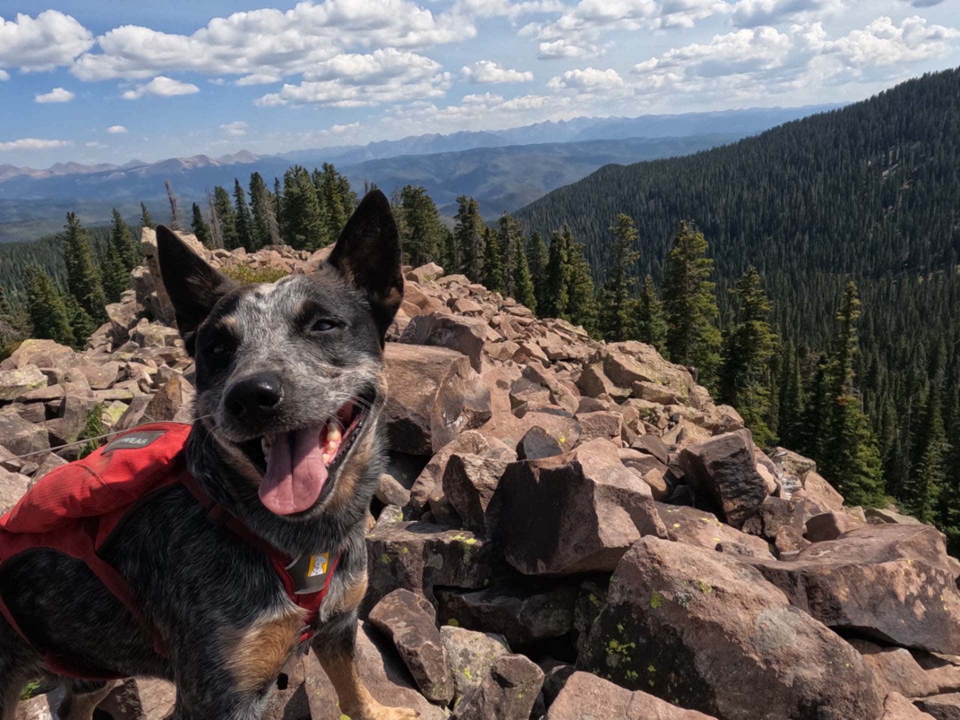 heeler on rocky mountain peak