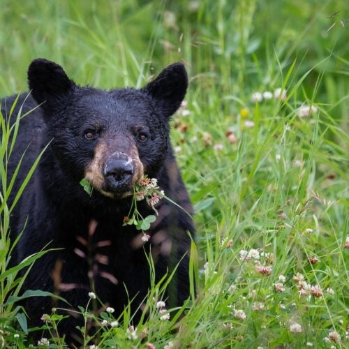 Black Bear