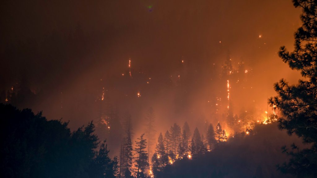stock image of a wildfire silhouette of trees and fire