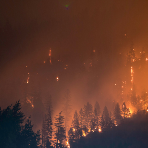 stock image of a wildfire silhouette of trees and fire